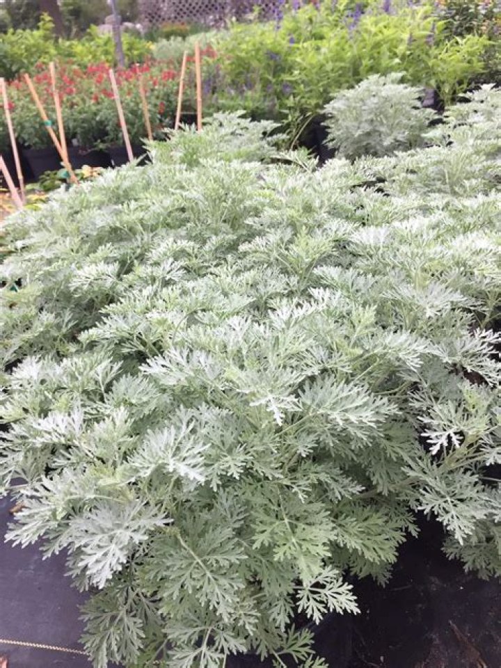Artemesia
