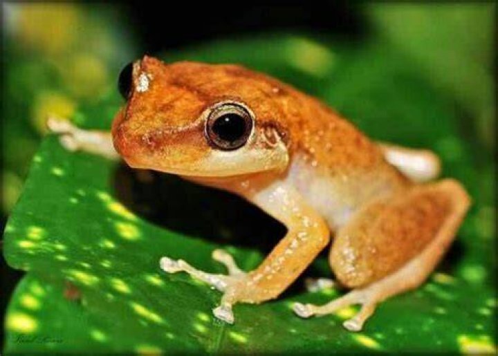 Coqui