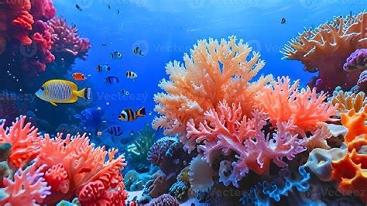 Coral