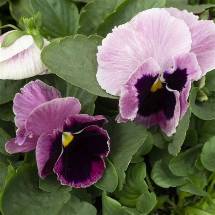 Dame Pansy / Pansy