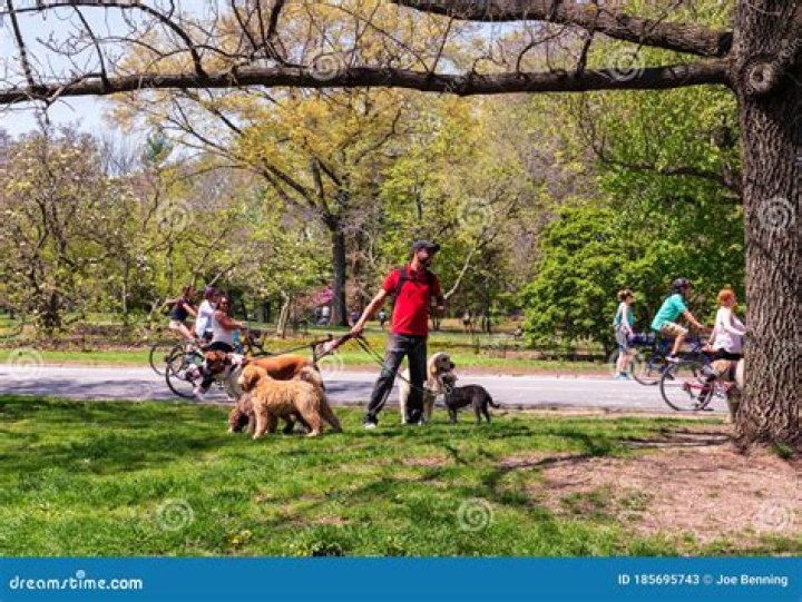 Dogwalker in Park