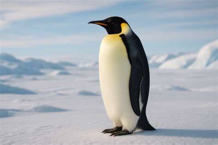 Emperor Penguin