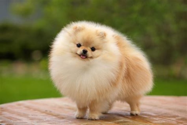 Fluffy