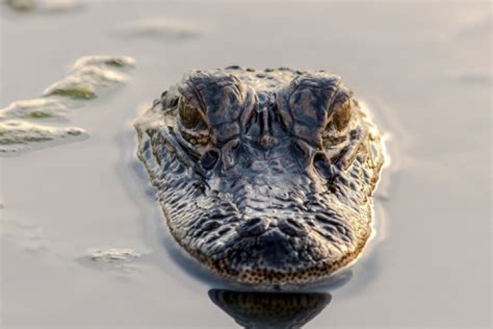 Gator