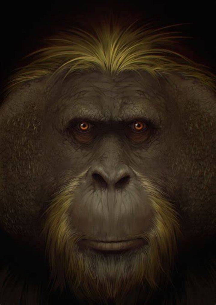Great Ape