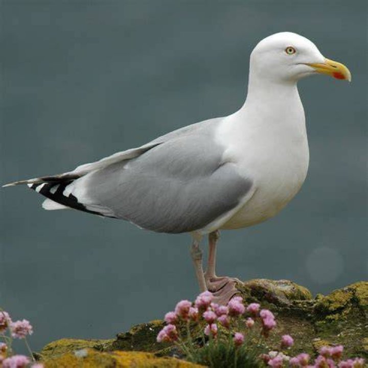 Gull