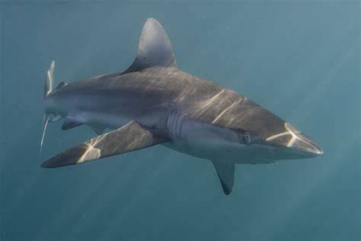 Himself - Shark