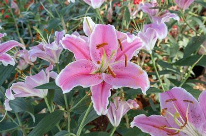 Lilly