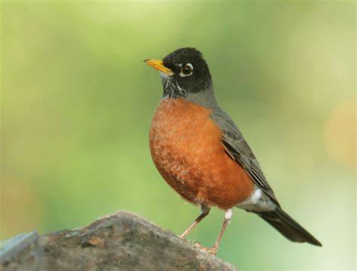 Robin's Daughter