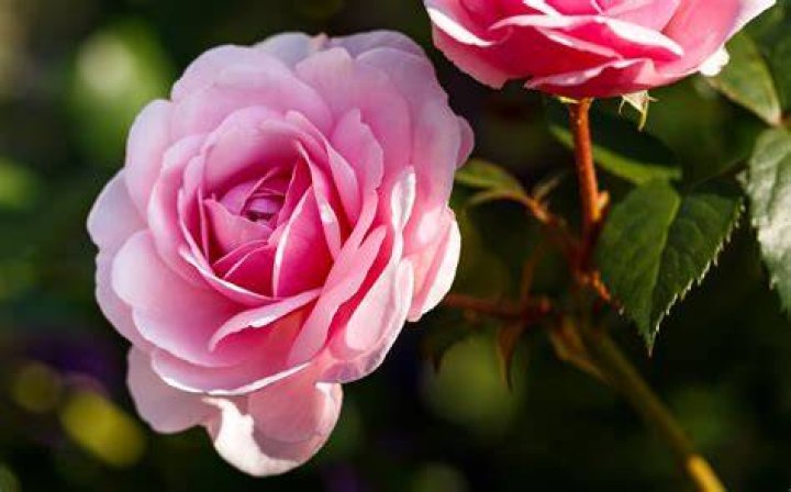 Rosa