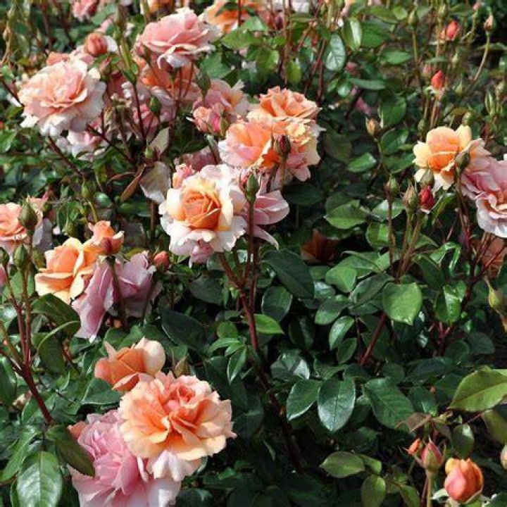Sister Rose / Sister Thorn