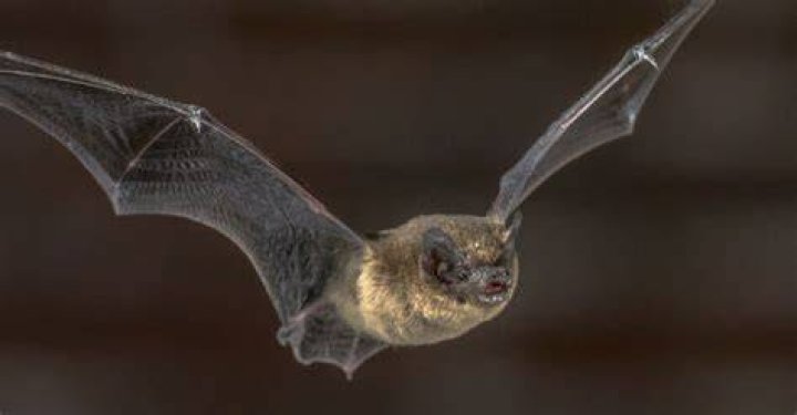 Ti Bat