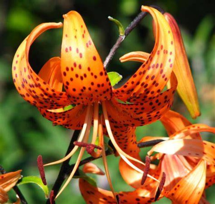 Tiger Lily