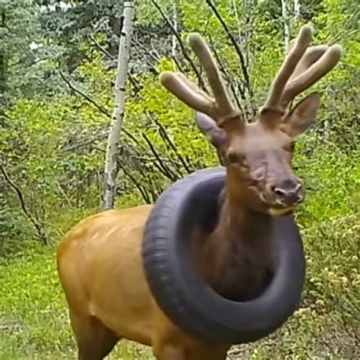 Tire Neck