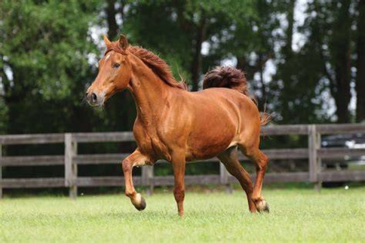 Trotter