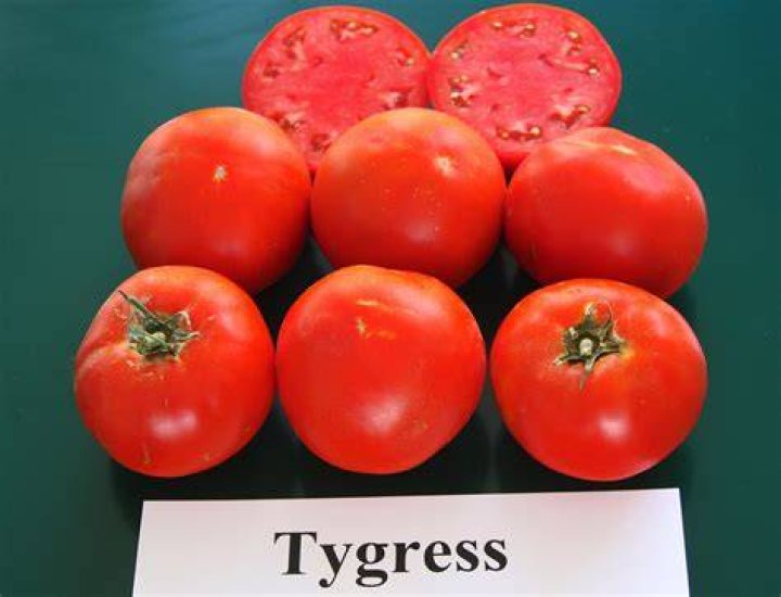 Tygress