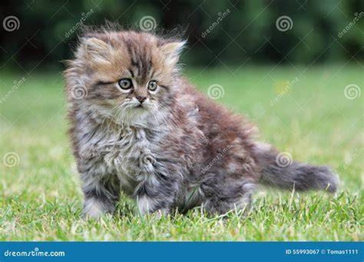Young Cat